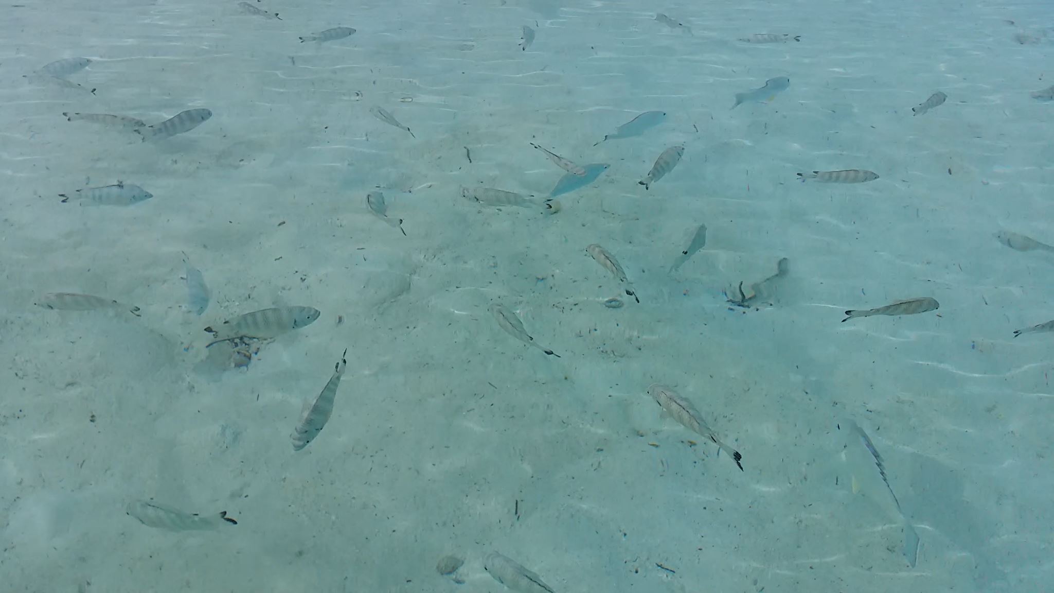 Fish flash mob